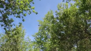 arka planda mavi gökyüzü ile ormanda ağaçlar 