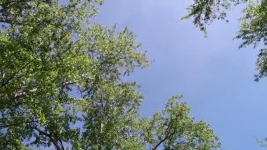 arka planda mavi gökyüzü ile ormanda ağaçlar 