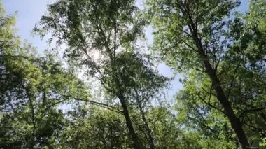 arka planda mavi gökyüzü ile ormanda ağaçlar 