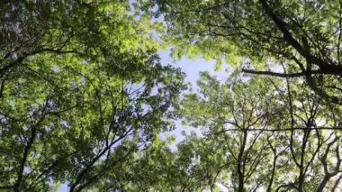 arka planda mavi gökyüzü ile ormanda ağaçlar 