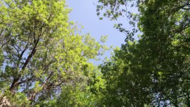 arka planda mavi gökyüzü ile ormanda ağaçlar 