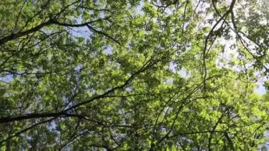 arka planda mavi gökyüzü ile ormanda ağaçlar 