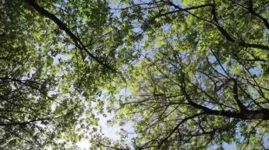 arka planda mavi gökyüzü ile ormanda ağaçlar 