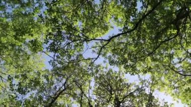 arka planda mavi gökyüzü ile ormanda ağaçlar 