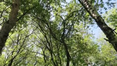 arka planda mavi gökyüzü ile ormanda ağaçlar 