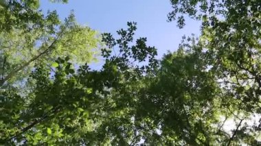 arka planda mavi gökyüzü ile ormanda ağaçlar 