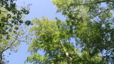 arka planda mavi gökyüzü ile ormanda ağaçlar 