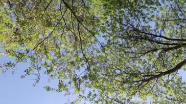 arka planda mavi gökyüzü ile ormanda ağaçlar 