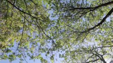 arka planda mavi gökyüzü ile ormanda ağaçlar 