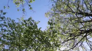 arka planda mavi gökyüzü ile ormanda ağaçlar 