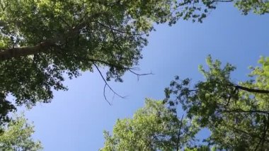 arka planda mavi gökyüzü ile ormanda ağaçlar 