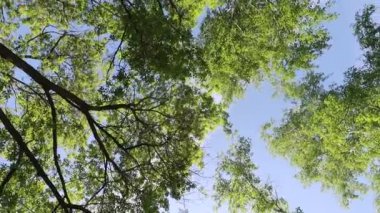 arka planda mavi gökyüzü ile ormanda ağaçlar 