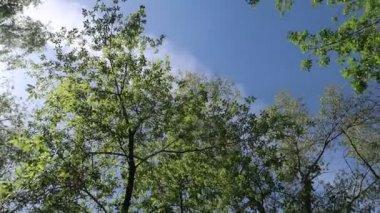 arka planda mavi gökyüzü ile ormanda ağaçlar 
