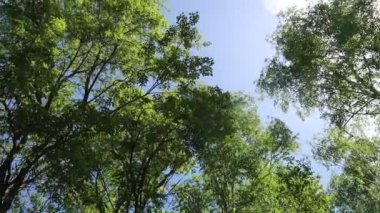 arka planda mavi gökyüzü ile ormanda ağaçlar 