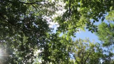 arka planda mavi gökyüzü ile ormanda ağaçlar 