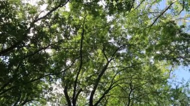 arka planda mavi gökyüzü ile ormanda ağaçlar 