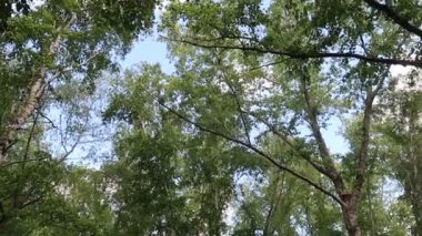 arka planda mavi gökyüzü ile ormanda ağaçlar 