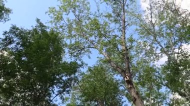 arka planda mavi gökyüzü ile ormanda ağaçlar 