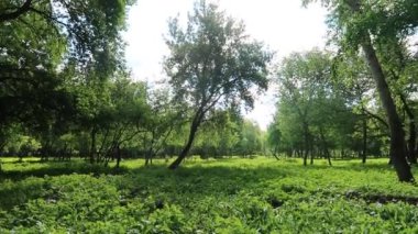 Yaz ormandaki ağaçlar 