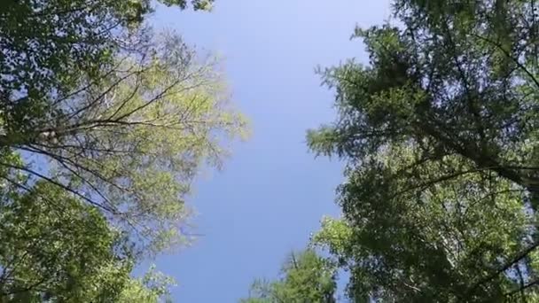 Arbres Dans Forêt Avec Ciel Bleu Sur Fond — Video