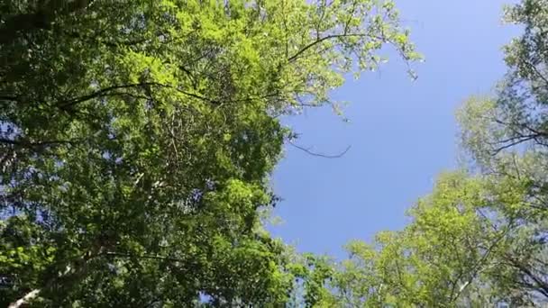 Stromy Lese Modrou Oblohou Pozadí — Stock video