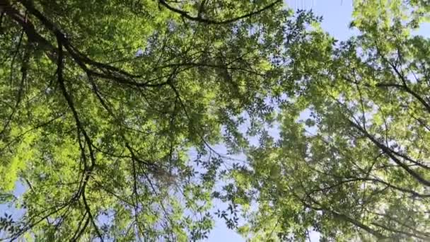 Bäume Wald Mit Blauem Himmel Hintergrund — Stockvideo