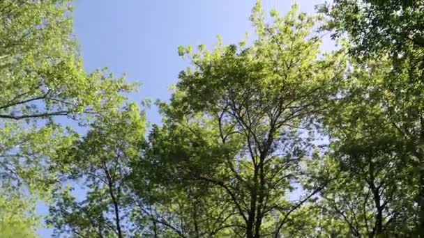 背景に青い空を持つ森の中の木々 — ストック動画