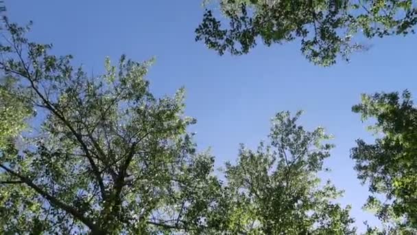背景に青い空を持つ森の中の木々 — ストック動画