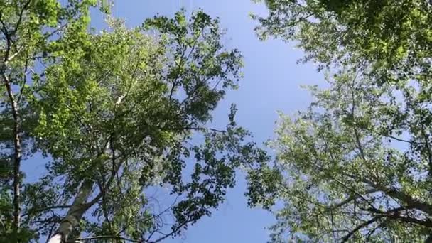 Árboles Bosque Con Cielo Azul Fondo — Vídeos de Stock