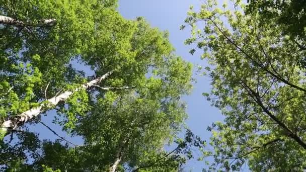 Arbres Dans Forêt Avec Ciel Bleu Sur Fond — Video
