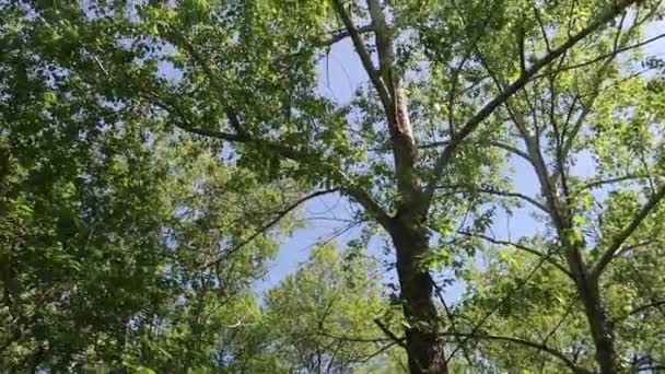 Arbres Dans Forêt Avec Ciel Bleu Sur Fond — Video