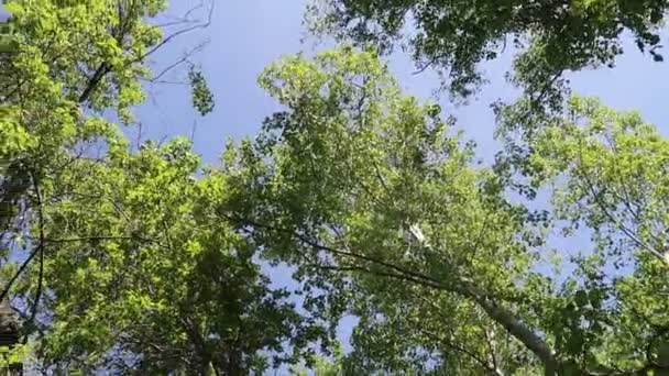 Árboles Bosque Con Cielo Azul Fondo — Vídeo de stock