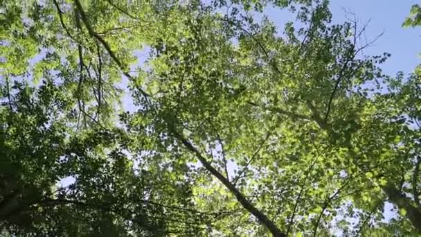 Träd Skogen Med Blå Himmel Bakgrunden — Stockvideo