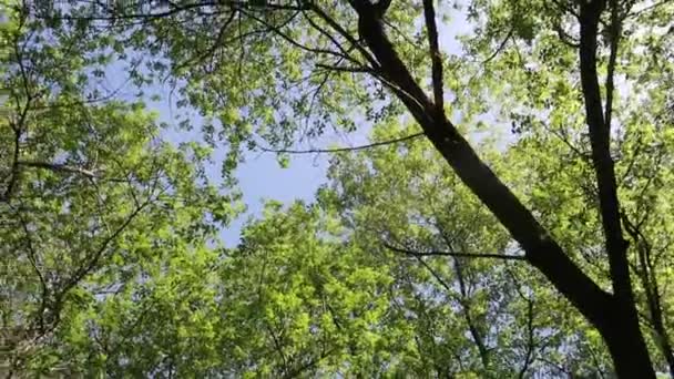 Arbres Dans Forêt Avec Ciel Bleu Sur Fond — Video