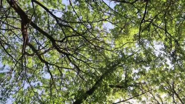 Arbres Dans Forêt Avec Ciel Bleu Sur Fond — Video