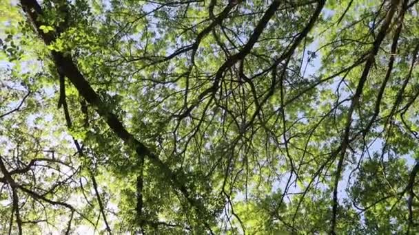 Arbres Dans Forêt Avec Ciel Bleu Sur Fond — Video