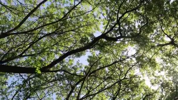 Bomen Het Bos Met Blauwe Hemel Achtergrond — Stockvideo