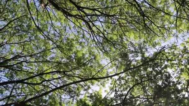 Árvores Floresta Com Céu Azul Fundo — Vídeo de Stock