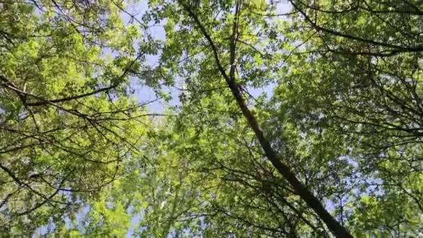 Bomen Het Bos Met Blauwe Hemel Achtergrond — Stockvideo