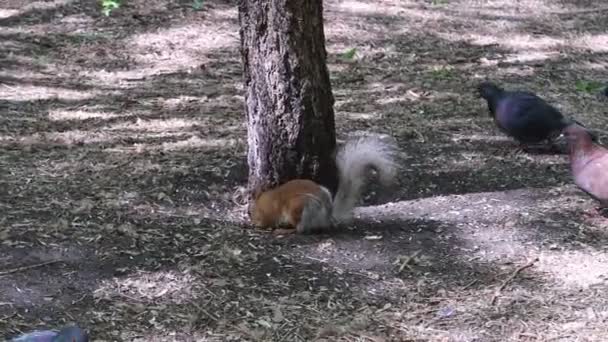 Un écureuil dans la forêt d'été 