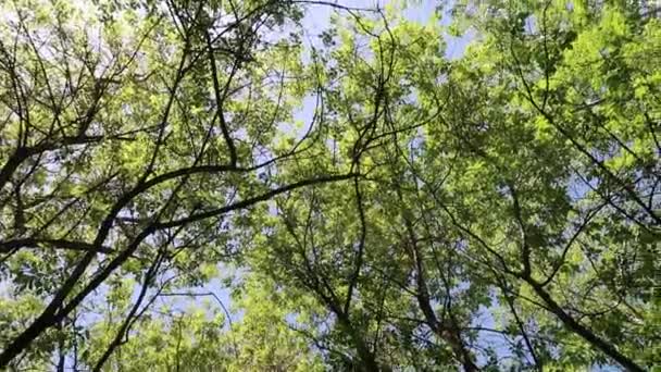 Árboles Bosque Con Cielo Azul Fondo — Vídeo de stock