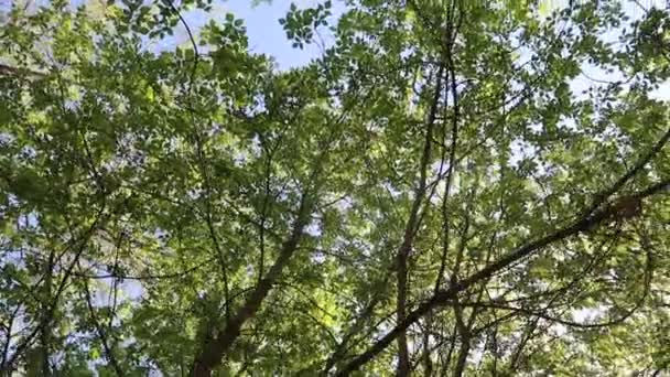 Fák Erdőben Kék Eget Háttérben — Stock videók