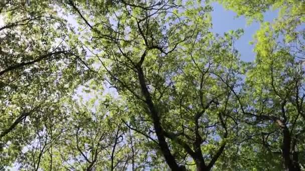 Trees Forest Blue Sky Background — Stock Video