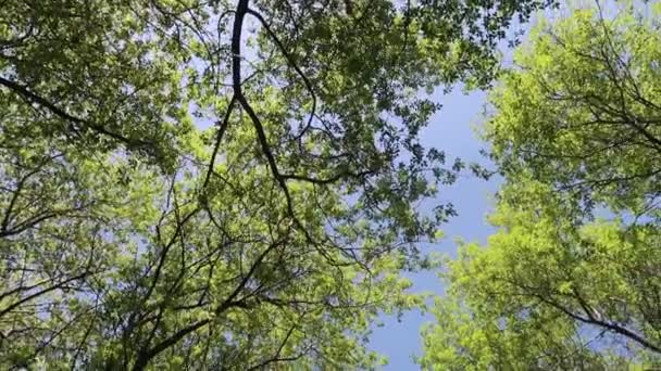 Bomen Het Bos Met Blauwe Hemel Achtergrond — Stockvideo