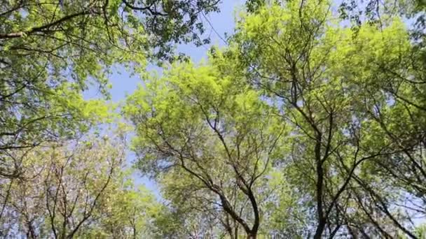 Alberi Nella Foresta Con Cielo Blu Sullo Sfondo — Video Stock