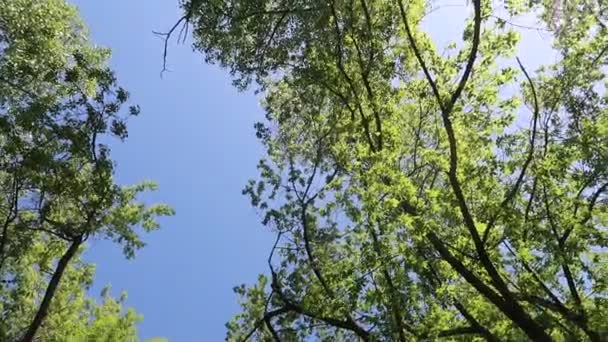 Träd Skogen Med Blå Himmel Bakgrunden — Stockvideo