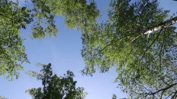 Arbres Dans Forêt Avec Ciel Bleu Sur Fond — Video