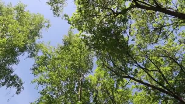 Árvores Floresta Com Céu Azul Fundo — Vídeo de Stock