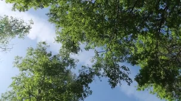 Arbres Dans Forêt Avec Ciel Bleu Sur Fond — Video