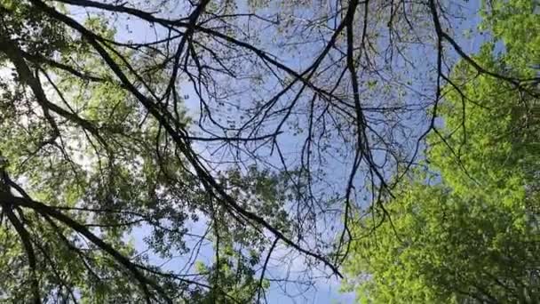 Árboles Bosque Con Cielo Azul Fondo — Vídeo de stock